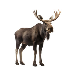 full-body shot, brown male moose with standing posture  isolated on transparent background. 
 - obrazy, fototapety, plakaty
