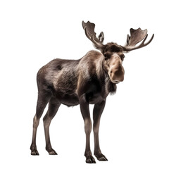 Obraz premium full-body shot, brown male moose standing and looking at the camera, isolated on transparent background. 