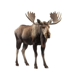 full-body shot, brown male moose stands against transparent background. 

