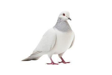 White pigeon isolated on white