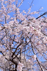 cherry blossom