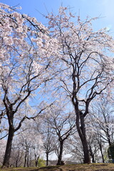 Fototapeta premium cherry blossom