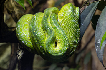 The green tree python - morelia viridis is coiled on  a branch