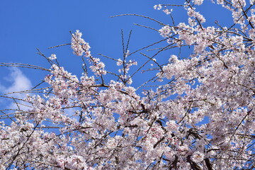 cherry blossom