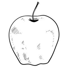 apple fruit handdrawn 