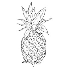 pineapple fruit handdrawn 