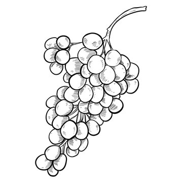grape friuit handdrawn 