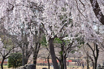 cherry blossom