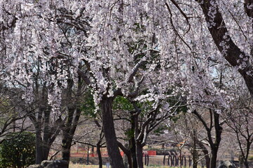 cherry blossom