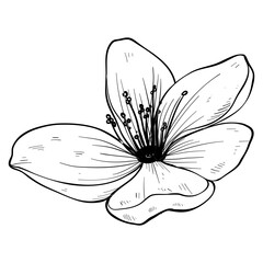 flower handdrawn illustration 