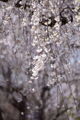 cherry blossom