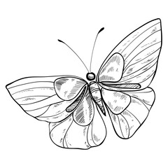butterflay handdrawn illustration 