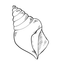 shell handdrawn illustration 