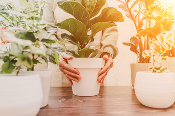 Home gardening, hobby, freelancing, cozy workplace. Grandmother gardener housewife in an apron holds a pot of Chamaedorea elegans in her hands