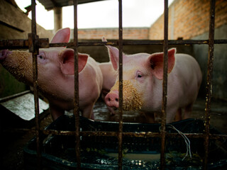 Cerdos en criadero al atardecer. Cerdos rosas en criadero después de comer. Gran angular.
