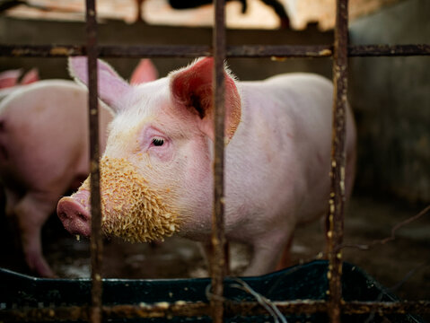 Retrato de cerdos en criadero al atardecer. Cerdos rosas en criadero después de comer.