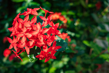 雨に濡れる赤いサンダンカの花