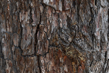 dry tree bark texture and background, nature concept