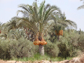 Phoenix dactylifera, the date palm, a flowering-plant species in the palm family, Arecaceae, cultivated for its edible sweet fruit called dates, Date trees reach up to 30 meters, (100 feet) in height