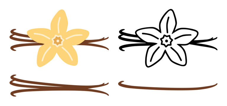 Vanilla Flower & Dried Sticks SVG - Colors & Line Art