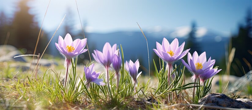 Wild flowers blooming during spring including Pulsatilla commonly known as pasque flower wind flower prairie crocus Easter flower or meadow anemone