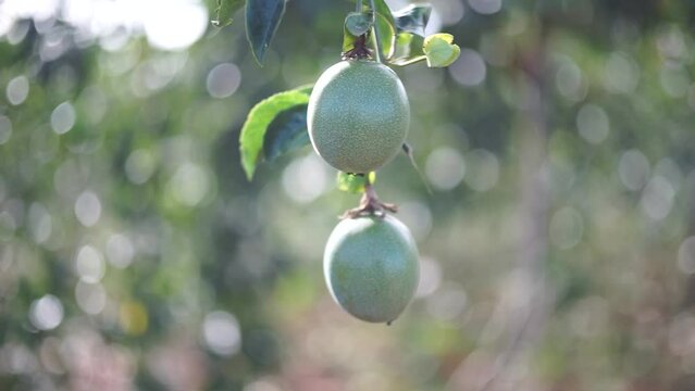 Close-up shot of passion fruit on a tree, using mf mayer lens, produces beautiful backup effect with bokeh