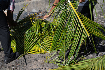 Preparation for traditional Fijian in ground oven cooking meal.