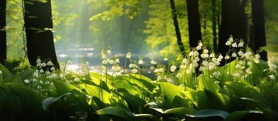 Sierkussen Lily valley clearing in the woods © AkuAku