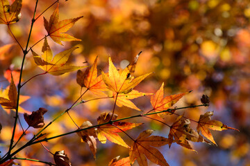 紅葉に染まる秋の勝尾寺