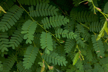 Tamarind, Green leaves, Tamarindus indica, Leaves background.