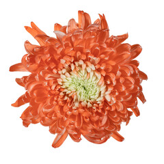 Delicate orange chrysanthemum. View from above. Full depth of field. With clipping path