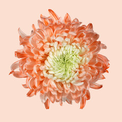 Delicate orange chrysanthemum on pink background. View from above. Full depth of field. With clipping path