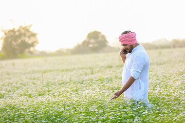 coriander flowers farming