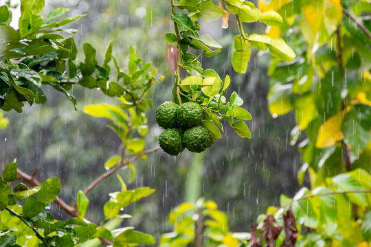 Bergamot oragne, Citrus bergamia at bergamot tree in rainy day.