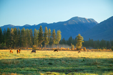 Ranch Pasture with horses and cows in the Fall with Montana mountains in the background