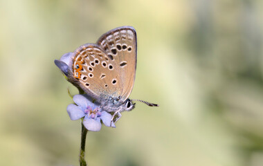 tiny butterfly on blue flower, Rose’s Blue, Polyommatus rosei