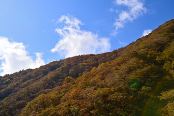 伊吹山ドライブウェイの紅葉