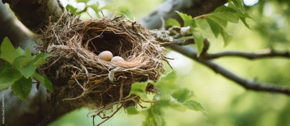 Poster Birds reside in tree nests