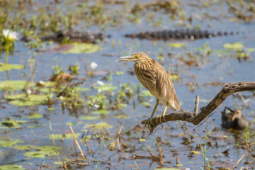 Indian pond heron, paddybird - Ardeola grayii perched with crocodile in background. Photo from Ranthambore National Park, Rajasthan, India.