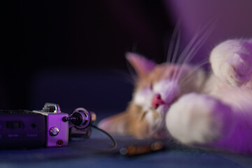 Cute white-red kitten sleeping on the sofa near the microphone