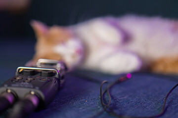 Cute white-red kitten sleeping on the sofa near the microphone