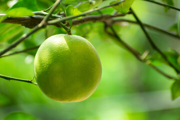 green healthy orange on a tree