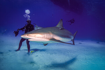 A Caribbean reef shark swimming by a diver © scubagreg123