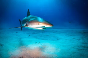 Foto op Plexiglas Caribbean reef shark © scubagreg123