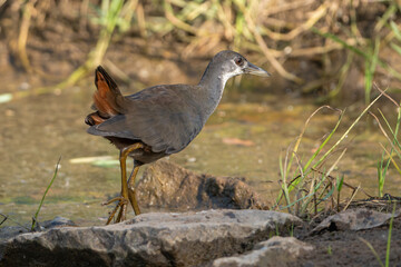 White-breasted waterhen - Amaurornis phoenicurus on ground. Photo from Ranthambore National Park, Rajasthan, India.
