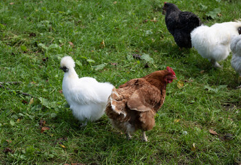 Range chickens on grass