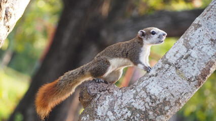 Cute Squirrel perched on the branch