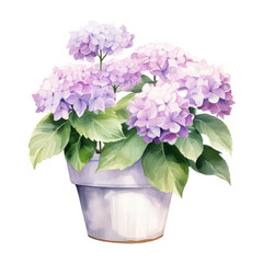 Naklejka na ściany i meble Watercolor Floral, violet Hydrangea in white Pot