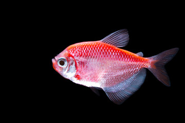 Obraz premium Red neon glow fish on black background.Abstract of red glow fish, glow fish on black background