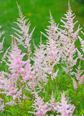 Obraz premium Blühende Prachtspiere, Astilbe, in pink